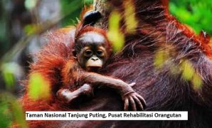 Taman Nasional Tanjung Puting, Pusat Rehabilitasi Orangutan