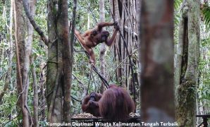 Wisata Kalimantan